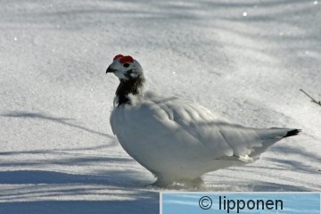 riekko_479_7909cP.jpg