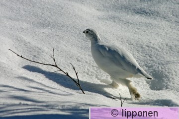 riekko_479_7915cP.jpg
