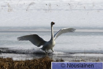 Laulujoutsen2c KS h18.jpg