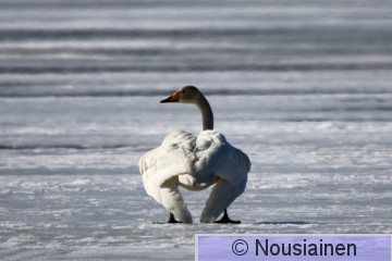 Laulujoutsen3j KS h18.jpg