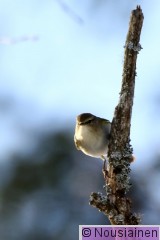 Tiltaltti1c AM h18.jpg
