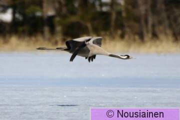 Kurki8g NS h18.jpg