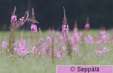 pikkulepinkainen_Ruovesi160722_iso.jpg