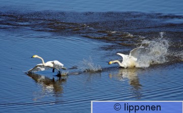 joutsenet_IMG_0611cP.jpg