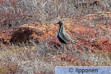 kapustarinta_IMG_6893cP.jpg