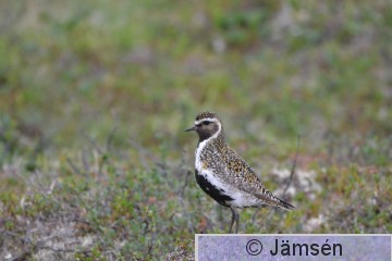 DSC_3295.jpg