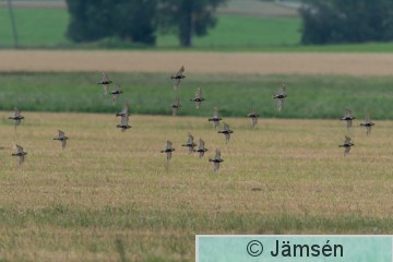 DSC_560316466.jpg