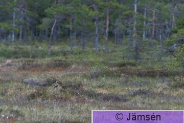DSC_3097007785.jpg