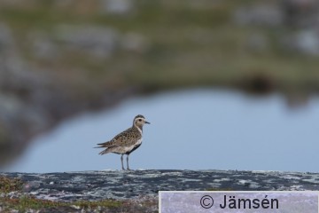 DSC_5080016742.jpg