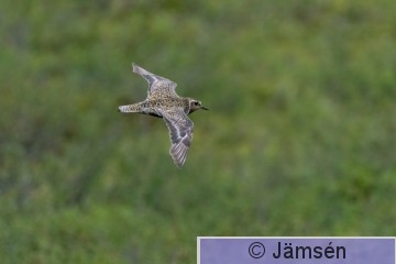 DSC_8514017846.jpg