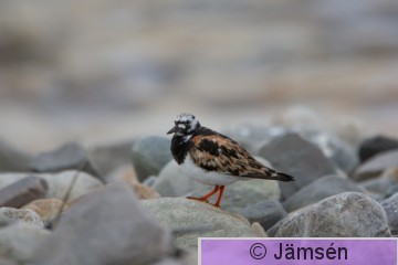 DSC_32140595.jpg
