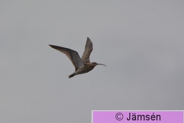 DSC_2328.jpg