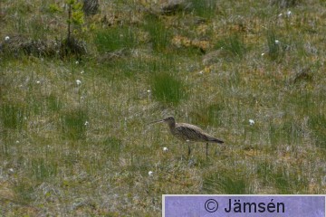 DSC_4307.jpg