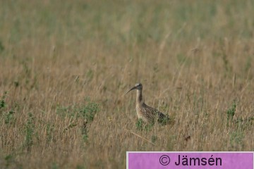 DSC_653416797.jpg