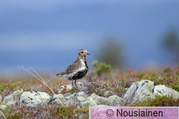 Kapustarinta1a Y e18.jpg