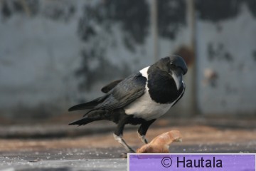 Afrikanvaris, Dakar 6 a.jpg