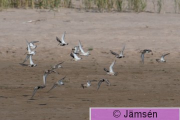 DSC_3342019923.jpg