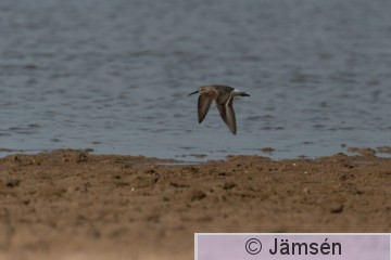 DSC_3434019962.jpg
