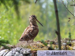 DSCF7409.jpg