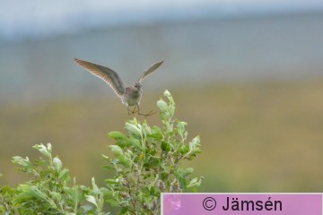 DSC_2503.jpg