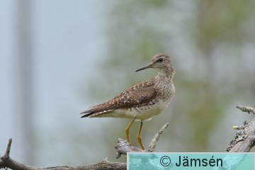 DSC_3451.jpg