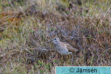 DSC_4253.jpg