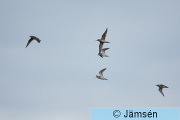DSC_53453481.jpg