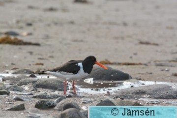 DSC_6313.jpg
