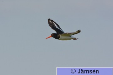 DSC_6509.jpg