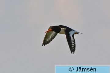 DSC_6515.jpg