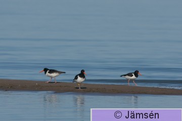 DSC_901913317.jpg