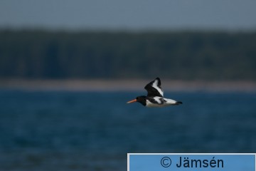 DSC_961013544.jpg