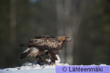 Maakotka1_Reijo Lähteenmäki.jpg