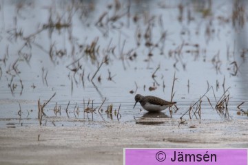 DSC_746302925.jpg