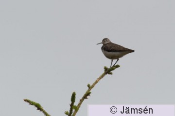 DSC_9374014533.jpg