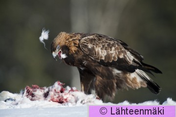 Maakotka5_Reijo Lähteenmäki.jpg