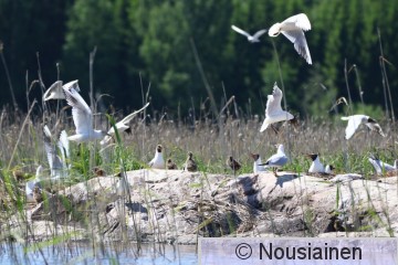 Naurulokit4b LV kesä17.jpg