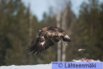 Maakotka7_Reijo Lähteenmäki.jpg