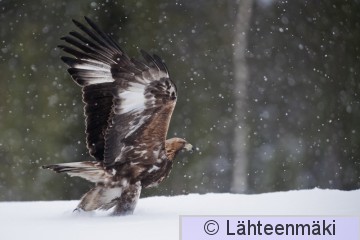 Maakotka16_Reijo Lähteenmäki.jpg