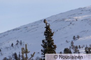 Hiiripöllö3 Ylläs h2017.jpg