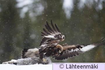 Maakotka18_Reijo Lähteenmäki.jpg