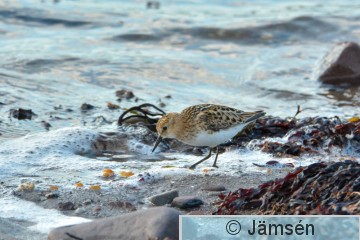 DSC_2085.jpg