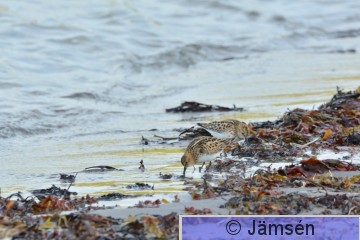 DSC_2336.jpg