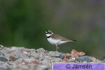 DSC_025610460.jpg