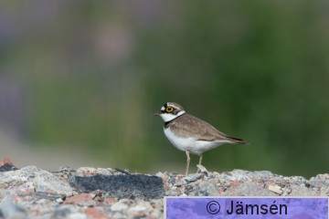 DSC_026610467.jpg