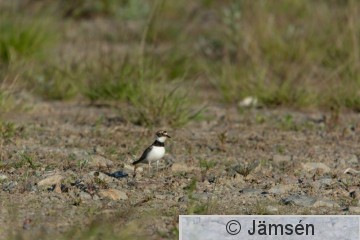 DSC_394511524.jpg