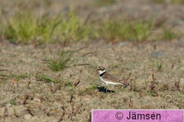 DSC_398011537.jpg