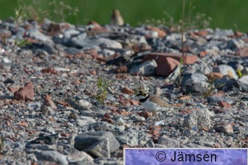 DSC_995110288.jpg