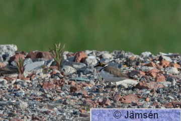 DSC_998110313.jpg