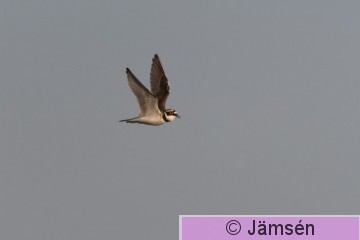 DSC_5969008157.jpg